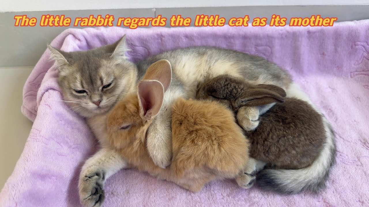 So cute funny!The kitten hugged the rabbit to sleep and was afraid that ...