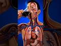 What Happens Inside Your Body When You Drink Coffee? ☕ #science #education #coffee #shorts #viral