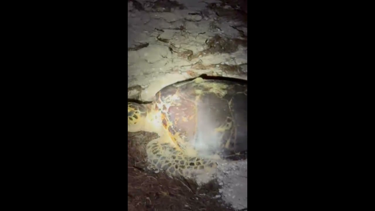 Turtle of Astrid Ascension | Athella channeled by Christina Hill | Athella.org