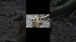 07118 #monkey #babymonkey 07118 #monkey #babymonkey