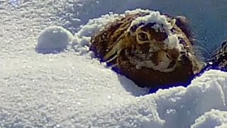 Gopro Ve Shotkam Çekimi Tavşan Avları. Tavşan Avı. Rabbit Hunting, صيد الارنب, Охота На Кроликов