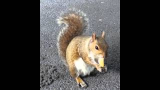 Squirrel eating french fries