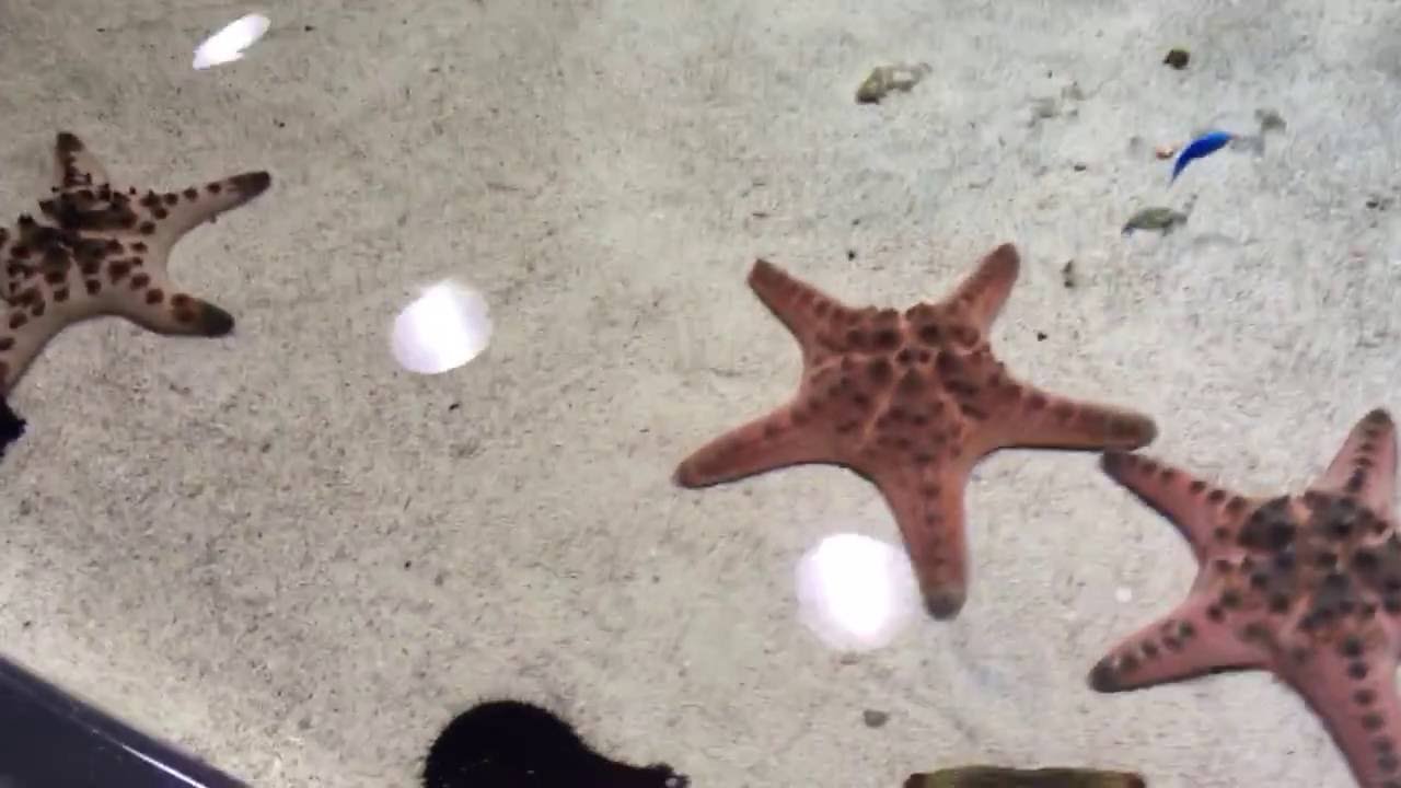 ヒトデ 触れる 水族館