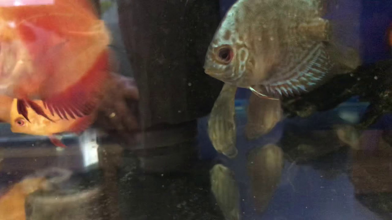 camera iphone 8 plus apk Blue diamond discus fight over a mussel