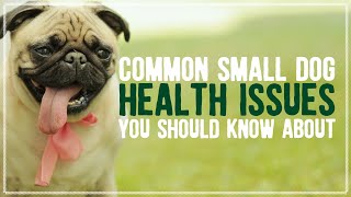 Common Small Dog Health Issues You Should Know About | Pet Advice