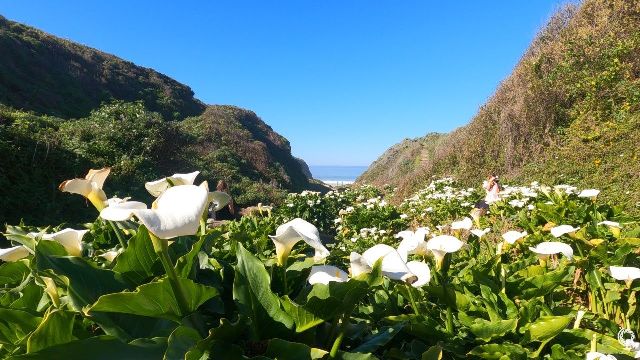 Calla Lily Valley, Hidden Gem in Highway1, Carmel By The Sea, CA in 4K ...