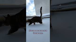 Дурдом по -українські #cat #ржакадосліз #reels #funnycats #котики#смішнівідео#українськийютуб