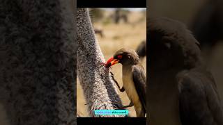 Oxpecker Bird Pulls Giant Parasites From Animals 😱