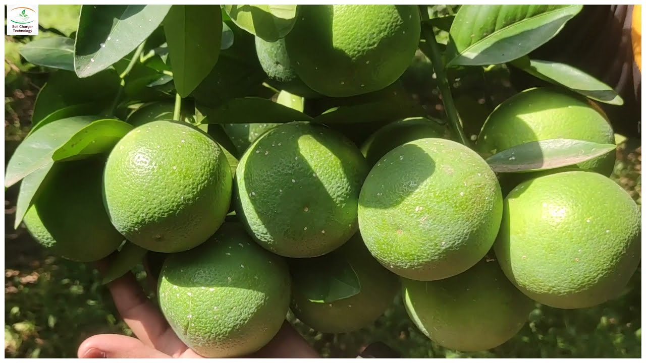 Soil charger tech.मोसंबीचे🍊80% SCT युजर असलेले खेडगाव‼️तळहातापेक्षा मोठे पान🍃SCT हे अमृतच भेटले‼️