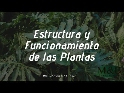Vídeo: La Planta Mata Partes De Sí Misma Para Moverse Por El Suelo - Vista Alternativa