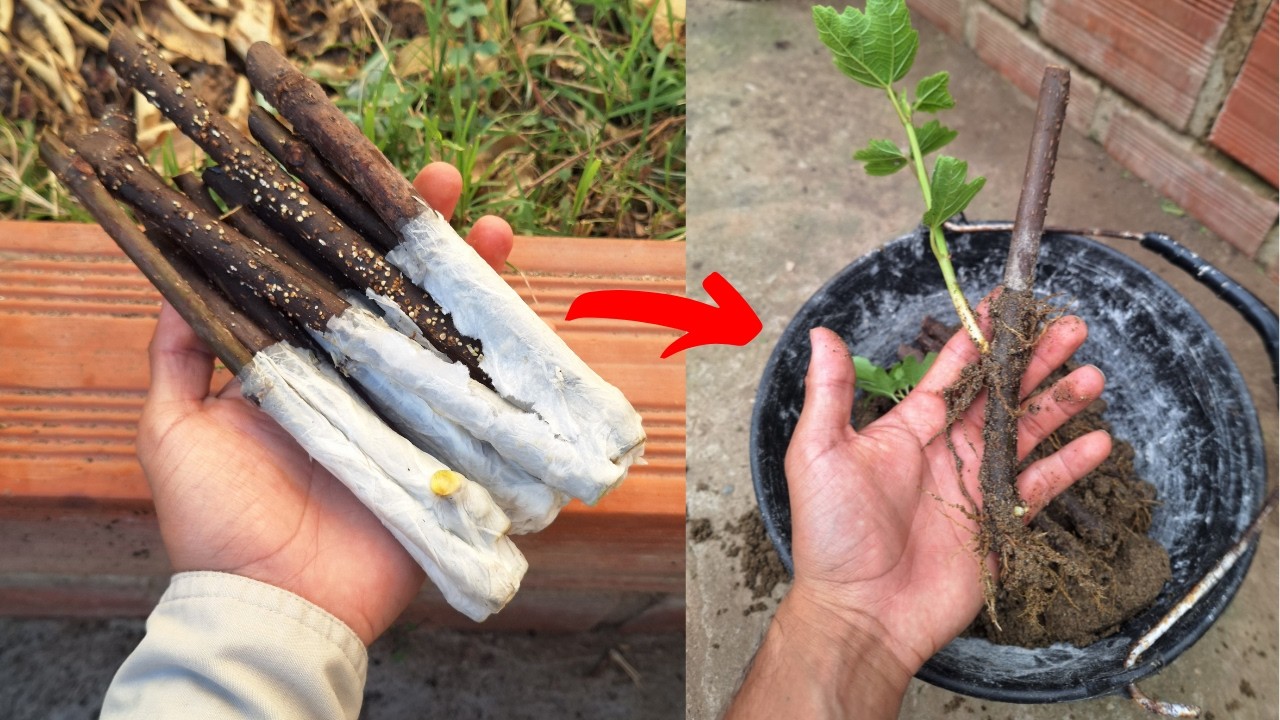 TRUCO Para ENRAIZAR ESQUEJES De HIGUERA En DÍAS | SOLO HAZ ESTO