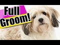 How to Groom a Cavachon Dog from START to FINISH! Exact dog grooming steps for a BEGINNER!