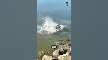 Tát Cạn Ao Cá Cổ Và Cái Kết Bất Ngờ!