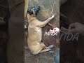 Tickle tickle tickle PANDA BELGIAN malinois 4 MOS OLD PLEASE SUBSCRIBE