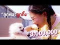 บุญทิ้ง ลูกหมาที่ถูกทิ้ง หนังสั้น | Pony Kids