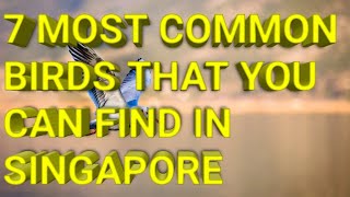 7 Most Common Birds That You Can Find In Singapore