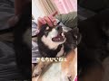 主のマッサージでうっとりな豆柴【柴犬】#shorts