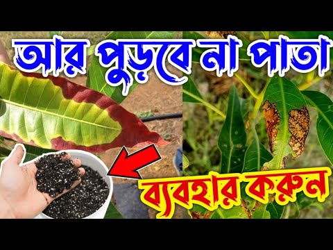 ভিডিও: পাতা শুকানোর 3 টি উপায়