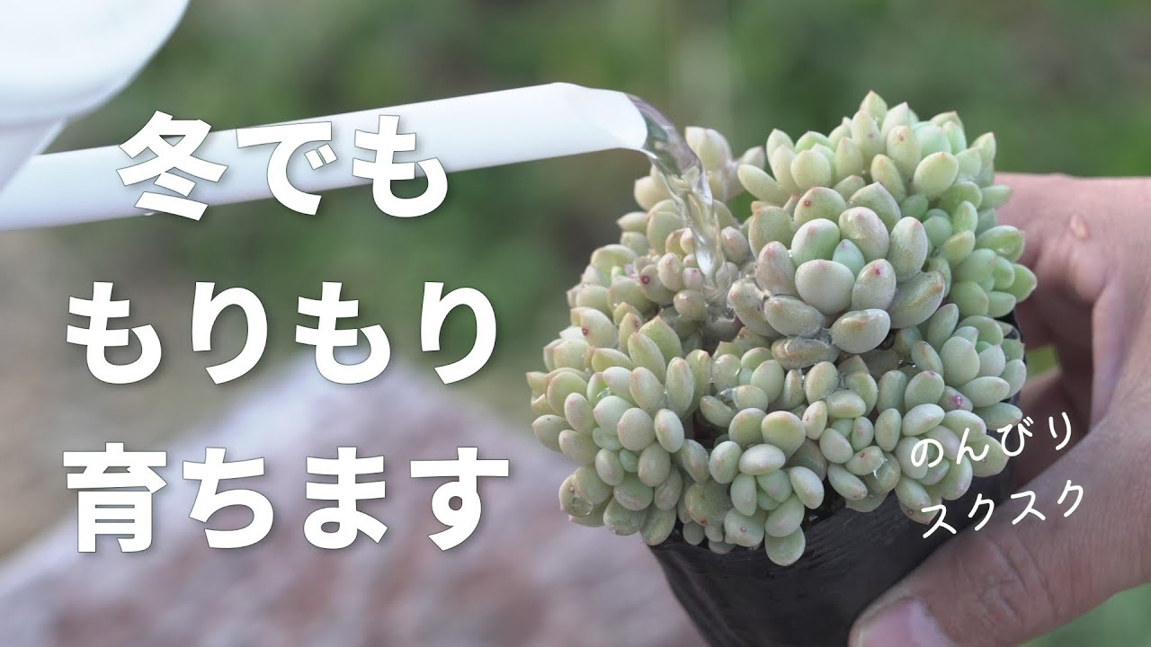 625 [Succulents] Here are the key points! When should you water