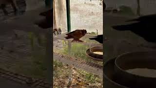 Cute Pigeons Playing &amp; Flying | Viral Bird Video HD#pigeon #kabutar #love