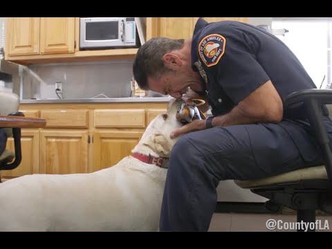 Video: Ko darīja ugunsdzēsēji suņi?