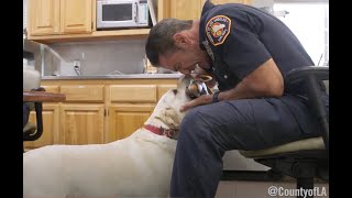 Echo the fire dog