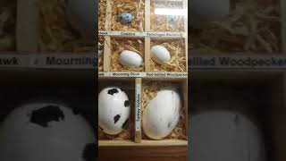 Full Wild Bird Egg Identification Guide