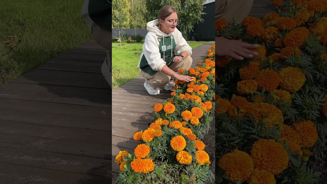 Бархатцы Антигуа 🍀