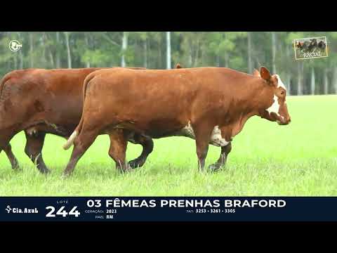 LOTE 244   TAT 3253, 3261, 3305 F Braford