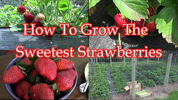 What can I do with strawberries that's not so sweet?