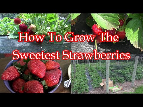 Video: How To Feed Strawberries To Make Them Sweet? What Fertilizer To Pour On Strawberries For The Sweetness Of The Berries?