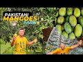 Famous pakistani mangoes farm  mango farming in multan  ras vlog 58