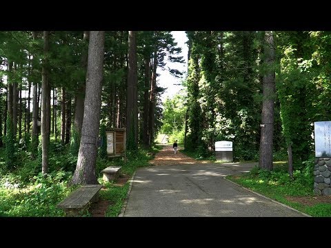 見本林2018晩夏