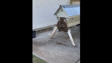 Swarm Lure Works Swarm Moves into Top Bar Hive