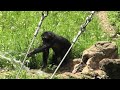 Water splash! by Ibuki 水遊びだよ！イブキ　Chimpanzee  Tama Zoological Park