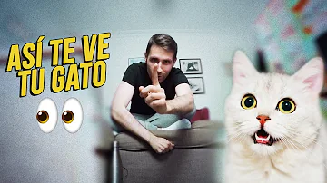 ¿Qué ve un gato al mirar a un humano?