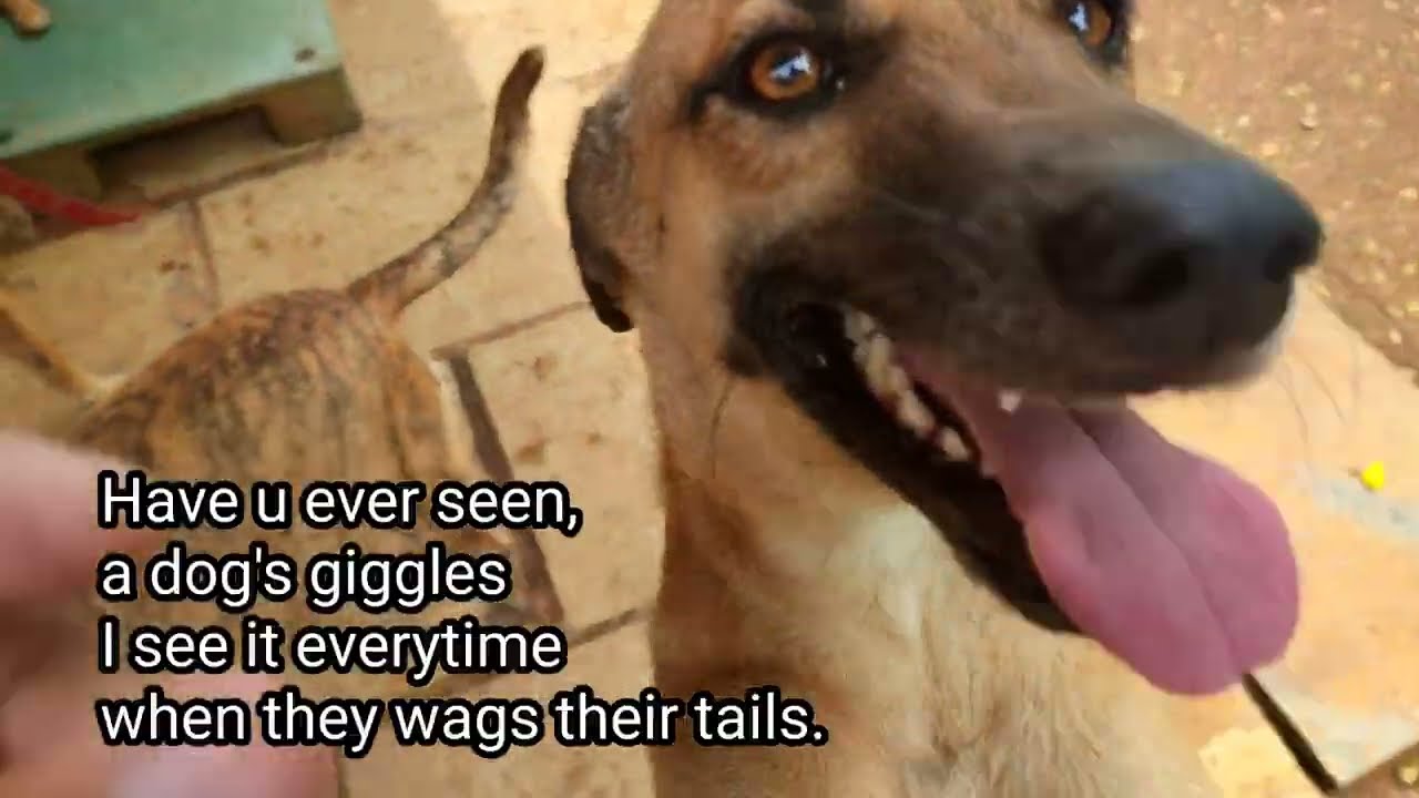 Dog jumps up on me for Attention, Dog's head got cured now . YouTube