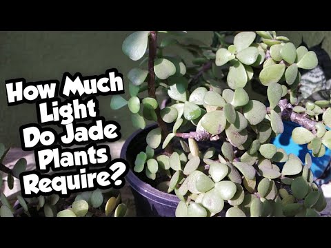 How Much Sunlight Do Jade Plants Require? | Where Should You Keep Jade Plants? | Whimsy Crafter