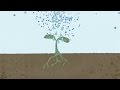 The Soil Story narrated by Larry Kopald