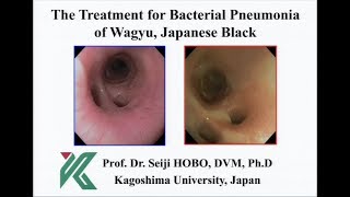 The Treatment for Bacterial Pneumonia of Wagyu, Japanese Black