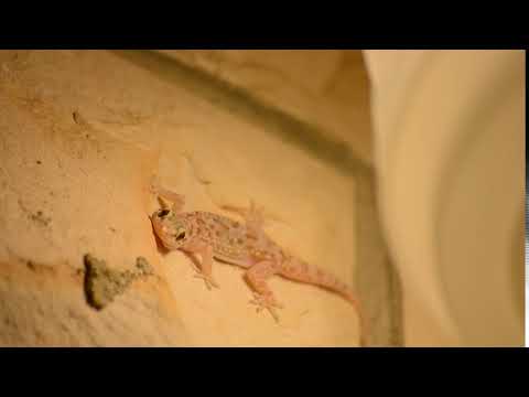 Hemidactylus turcicus -