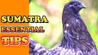 Raising Sumatra Chickens: Breeds, Housing, Feeding, & More!