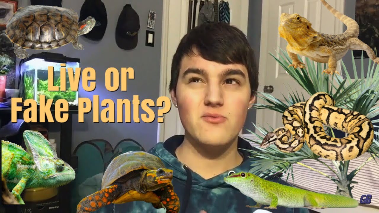 The Pros & Cons Of Live Plants vs Fake Plants for Reptiles