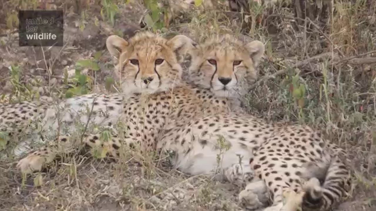 wildlife konusu What to save and where