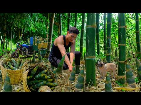 Harvest An Entire Bamboo Shoot Garden For Market Sale – Plant Curly Mustard Greens And Rainbow Chard