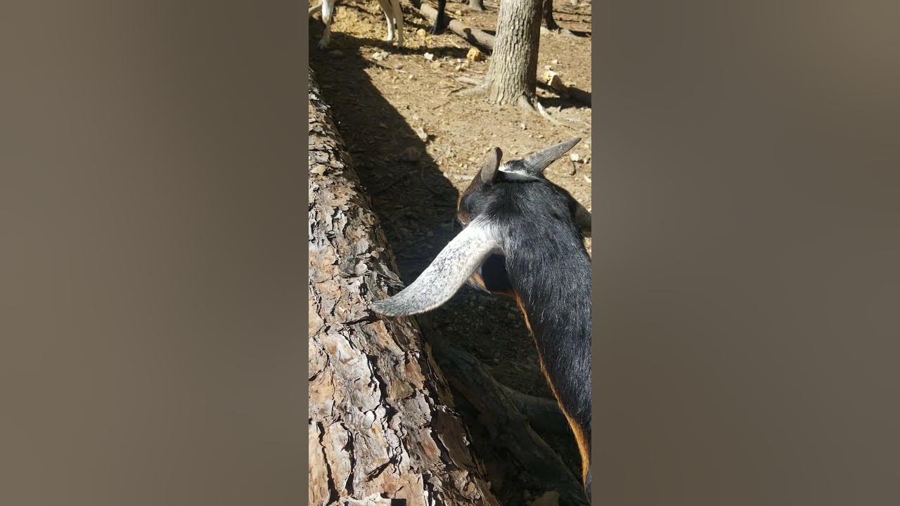 Can goats eat Pine Needles and Bark from Pine Trees on your homestead