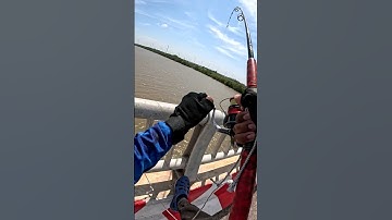 Câu cá chét sông Mỹ Thanh, 1 ngày đụng toàn hugo #fishing #cauca #hoangthichcauca