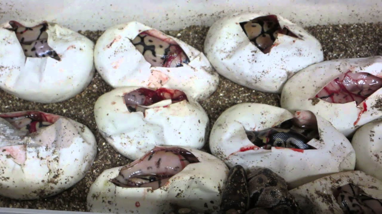 rat snakes in alabama Brian Gundy Shares Clutch With Unbelievable Odds & More