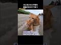 川に流された子猫を親猫が命がけで救う#保護猫 #猫動画 #猫 #感動