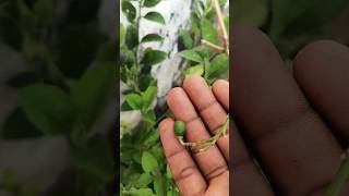 लेमन की कलम लगाना।। घुट्टी बांधना।। gardening grafting nature lemon greenlemon